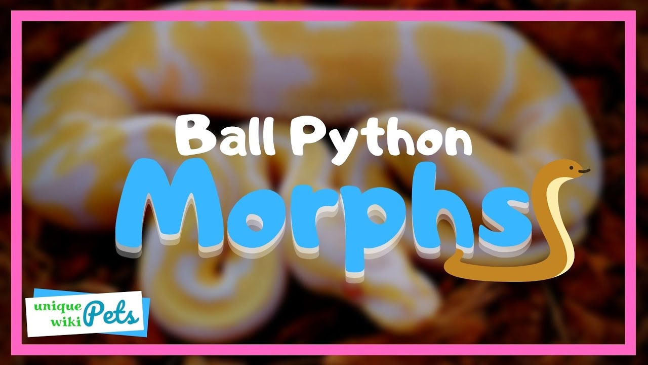 55+ Ball Python Morphs | UniquePetsWiki.com
