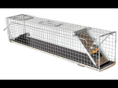 Tierfalle mit Sensor