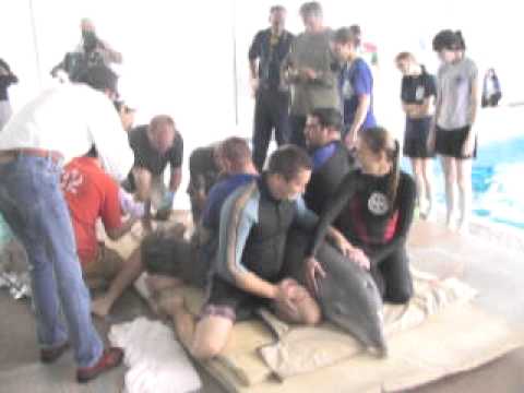 Winter Dolphin new tail OurTownSarasota.com