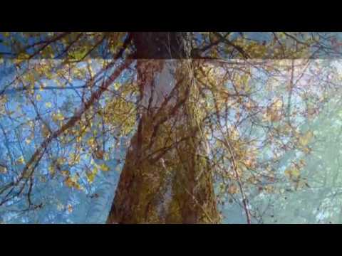 "The autumn colors", Carl Ditters von Dittersdorf, Andantino (Sinfonie D-Dur)