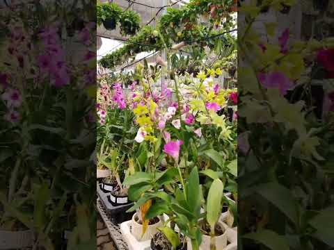 ▶ Flowering plants — complete guide