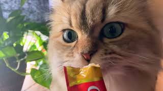 チュールを一滴も残さず絞り出す飼い主と、それを美味しそうに食べるまむちゃん🐱