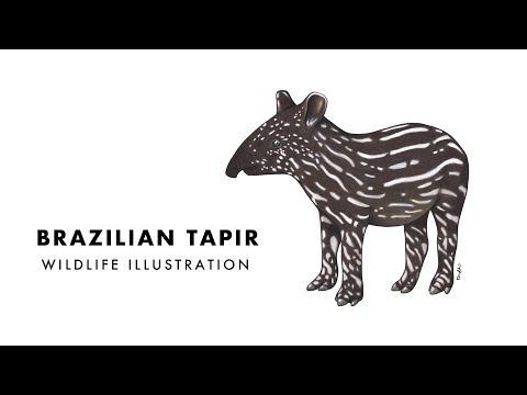 Brazilian tapir - wildlife illustration with ink and colored pencils