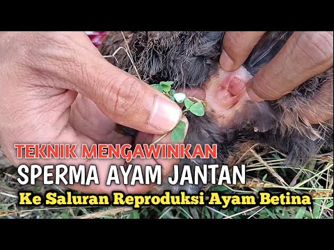 , title : 'Teknik Mengawinkan Sperma Ayam Jantan ke Saluran Reproduksi Ayam Betina'