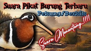 Download lagu Suara Pikat Burung Pekung/Berkik Terbaru #birdsound mp3