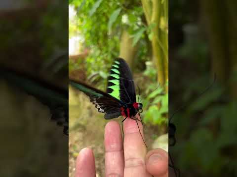 #beautiful butterflies #shorts butterfly farm Cameron highlands