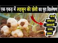 When And How To Cultivate Garlic Lahsun Ki Kheti Kab Aur Kaise Karen Garlic Farming In India