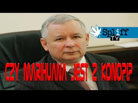 Czy marihuana jest z konopi?