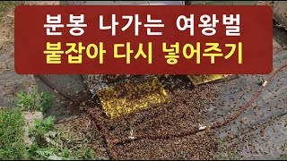 분봉 나가는 여왕벌 붙잡아 다시 넣어주기