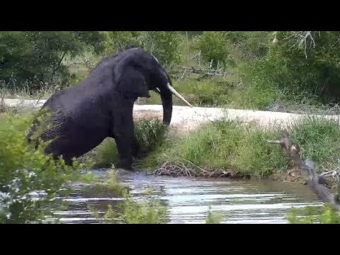 Djuma: Lone Elephant bull gets a drink and soak in the dam - 13:30 - 03/03/20