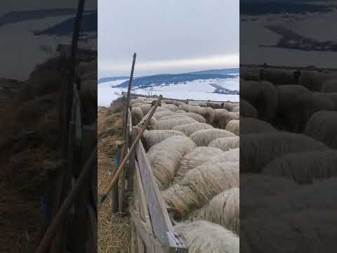 Oile lui Almos Lenghel din tiocu de jos❤️