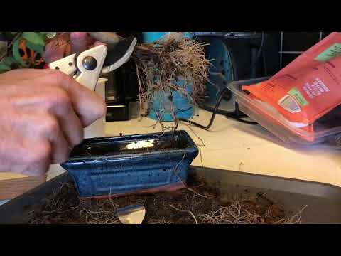 Styling My Ligustrum, The Bonsai Zone, April 2022