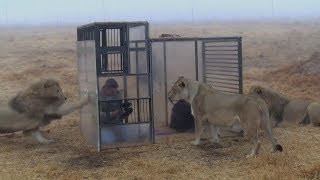Venture Into Cage Surrounded By Lions