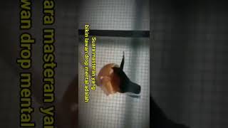 Download lagu suara masteran yang bikin lawan drop mental #shorts #suaramasteranburung #fameclub #muraibatu mp3 Download lagu suara masteran yang bikin lawan drop mental #shorts #suaramasteranburung #fameclub #muraibatu mp3