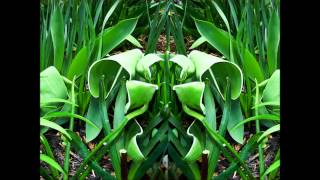 Winter Always Turns to Spring