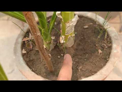How to grow casuarina equisetifolia at home in Hindi | AUSTRALIAN PINE