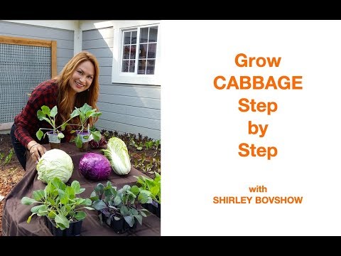 download lagu mp3 mp4 Does Cabbage Need Full Sun, download lagu Does Cabbage Need Full Sun gratis, unduh video klip Does Cabbage Need Full Sun