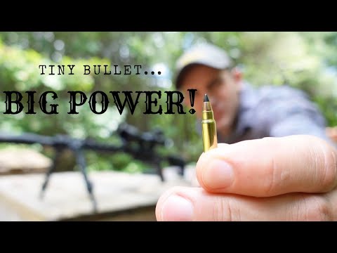 Die 17 HMR – Große Leistung im kleinsten Format