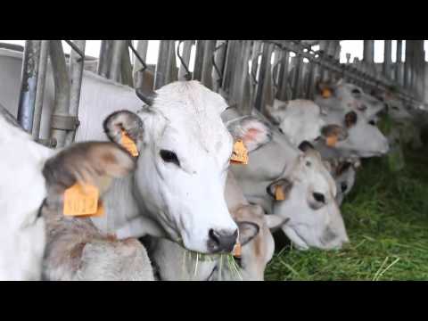 download lagu mp3 mp4 Granai Della Memoria, download lagu Granai Della Memoria gratis, unduh video klip Granai Della Memoria