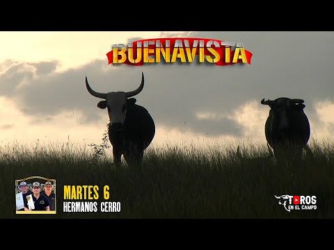 BUENAVISTA 2026 Toros de la Ganadewria la Tentación de  los Hermanos Cerro