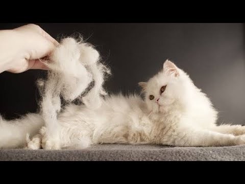Remove hair mats of persian cats .The most effective idea