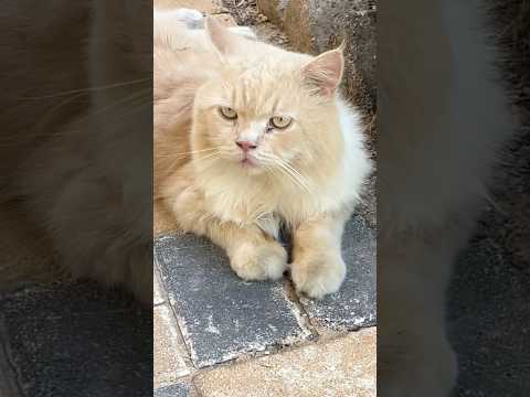 Cute cat video. #catlovers #pets # kittens