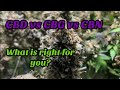 CBD Vs CBG Vs CBN The Benefits