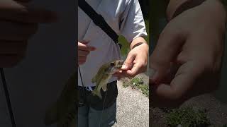ニンマリ大バス　2022 6/14　#バス釣り　#沈み虫