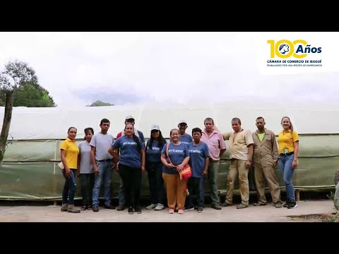 La historia de Aprolimonaria: impulso y crecimiento del limoncillo en Alvarado, Tolima