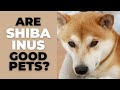 Are Shiba Inus Good Pets 10 Pros And Cons Of Owning A Shiba