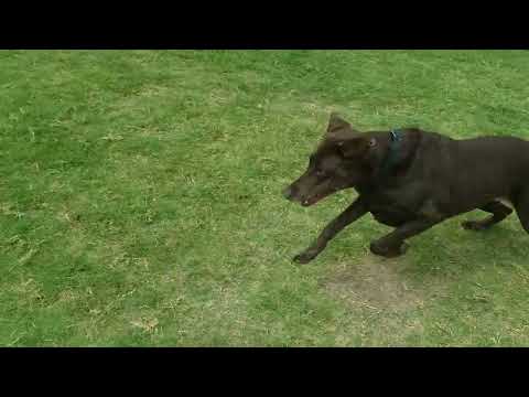 A chocolate-colored dog running after a lure on the grass