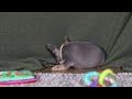 French Bulldog dogs for sale: Navy - Video 1