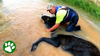 Kindhearted Texans Save 1400 lbs Cow
