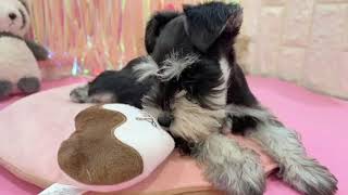 ミニチュアシュナウザーの動画01