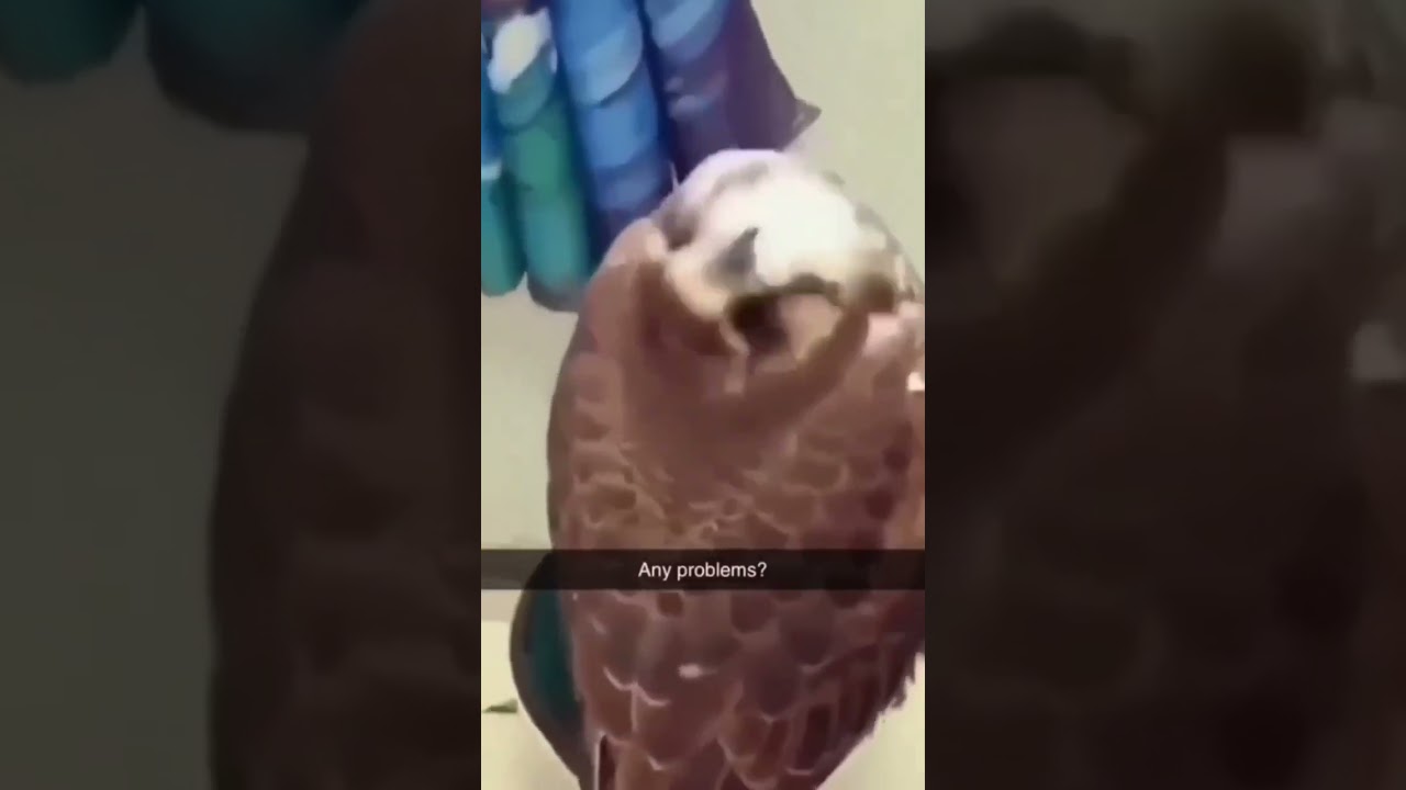 any problem meme template