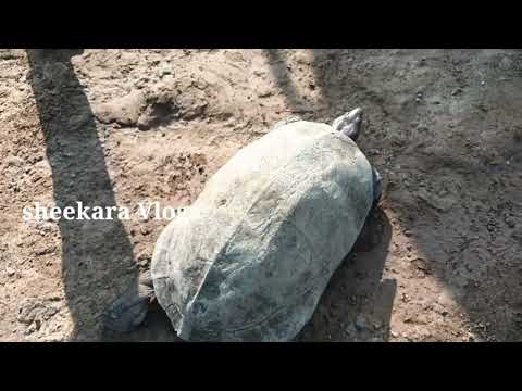 My village species l Village tortoise