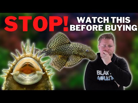 Dont Buy a Bristlenose Pleco Without Watching this First! - Bristlenose Care and Breeding Guide