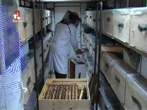 1. Apicultura 1TV : Performanta Bio Stupului in practica cu rezultate