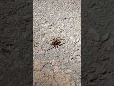 #aranha #spider #barreiro #araxá #minasgerais #2026 #brasil #wildlife