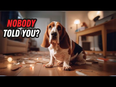 Things NOBODY tells you about owning a Basset Hound