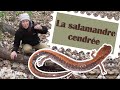 La salamandre cendrée