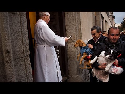 Video Thumbnail: Dogs and cats blessed with holy water in Madrid