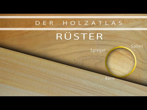 RÜSTER - der T-Rex unter den Bäumen