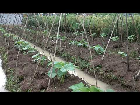 Timun hibrida ASEN 21 dan ECO FARMING usia 2 mggu