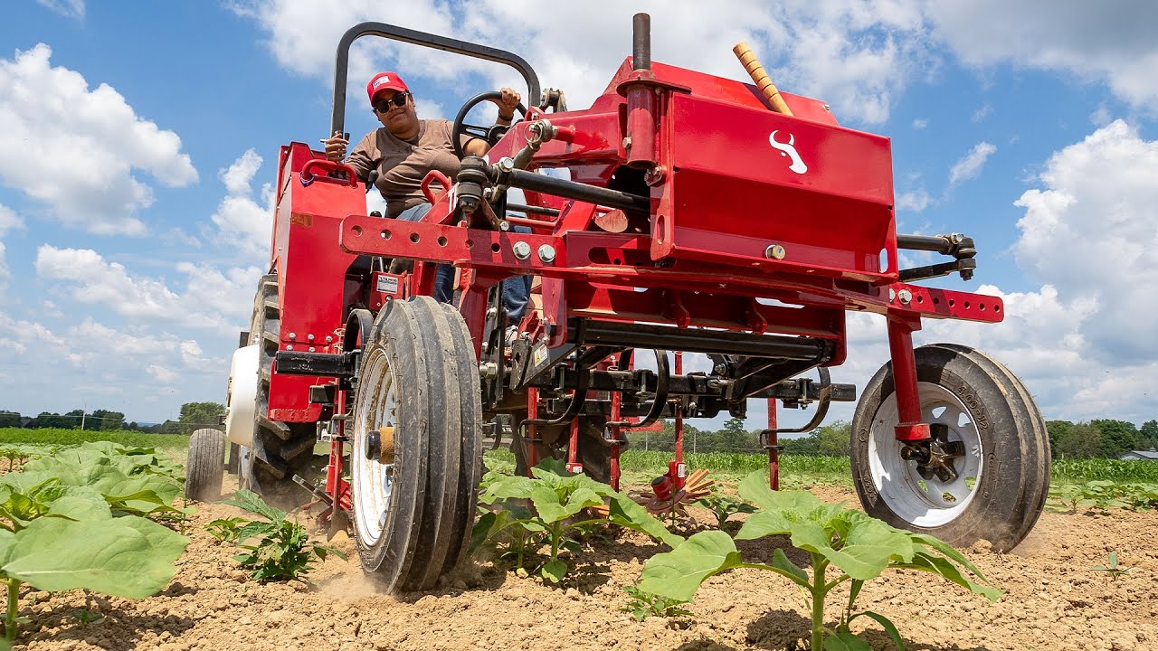Finger Weeders Cultivating Sunflowers - TILMOR WORKS!