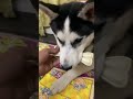 Do Dogs Like Bone Marrow Husky Dog Love Chew Bone Ytshorts Dog