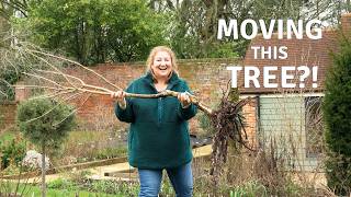 Moving Our Catalpa Trees 🌿 Will They Survive? // Cottoverdi