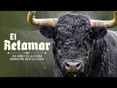 EL RETAMAR LIVESTOCK FARM - The Nuñez family from the Madrid mountains in the rain