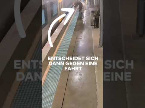 Video Thumbnail: AUSTRALIEN: Verlaufenes Pferd! Falsches Gleis oder wo geht's denn hier nach Hause? WELT #shorts