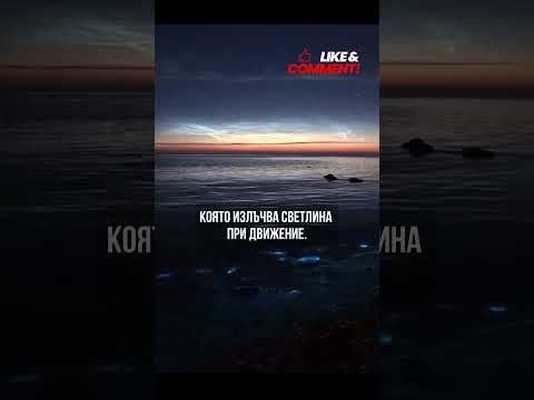 Море на Звездите - Магията на Биолуминисценцията в Малдивите